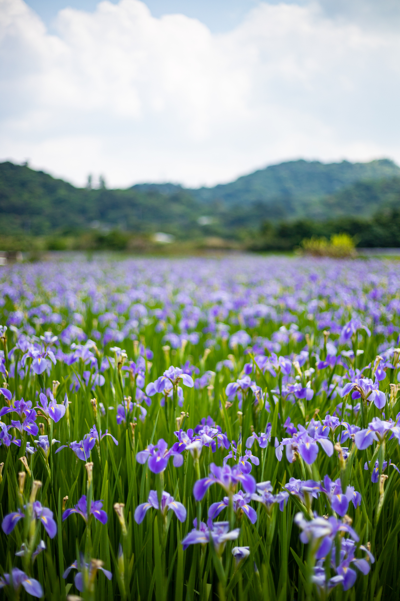 オクラレルカ（大宜味村）